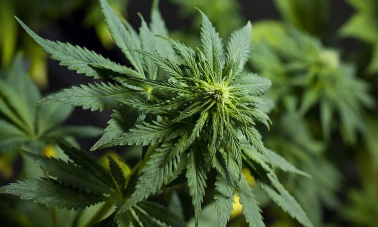 Strongest Weed Strains: Highest THC Strains to Cultivate in 2024